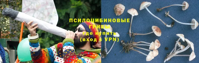 где продают   Змеиногорск  Галлюциногенные грибы MAGIC MUSHROOMS 